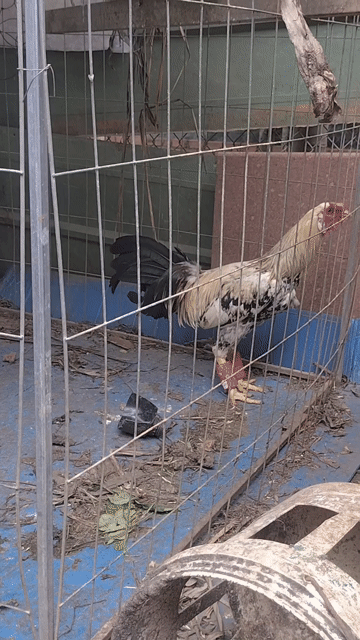 Gà chọi 3kg Trắng đen vàng. Mua bán Gà tại Thành phố Đồng Xoài Bình Phước được đăng bởi  hiếu hình 1