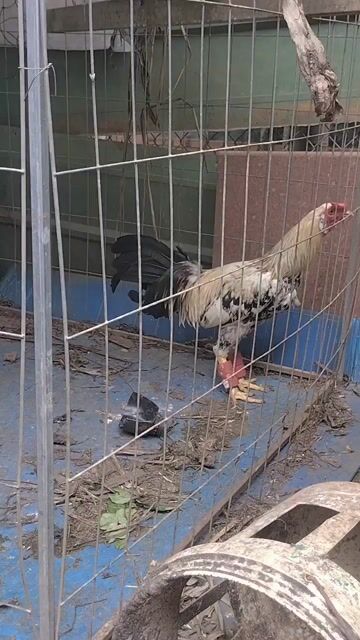 Gà chọi 3kg Trắng đen vàng. Mua bán Gà tại Thành phố Đồng Xoài Bình Phước được đăng bởi  hiếu hình 1