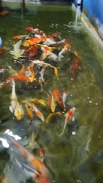 Cá Koi đủ size đã dưỡng khỏe. Mua bán Thú cưng khác tại Quận Bình Thuỷ Cần Thơ được đăng bởi quân quân hình 1