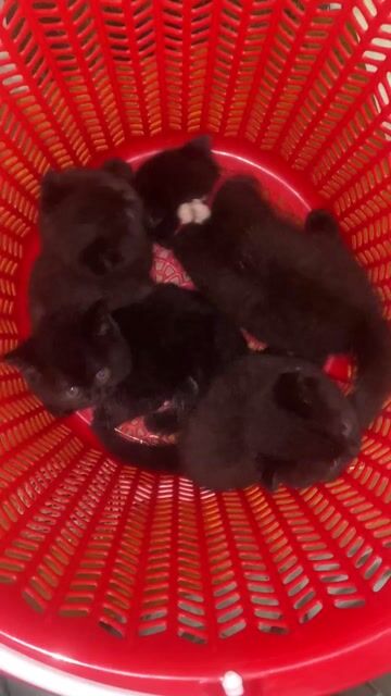 Mèo Anh lông ngắn. Mua bán Mèo tại Quận Tân Phú Tp Hồ Chí Minh được đăng bởi dương hình 1