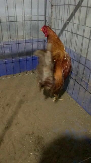 xám khét chân xanh 3k350 tay cục. Mua bán Gà tại Thành phố Ngã Bảy Hậu Giang được đăng bởi Phương Nguyễn hình 1