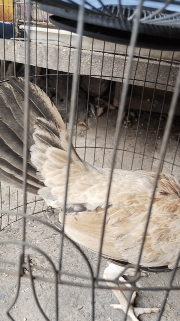 Gà tre Mỹ mái 8 lạng. Mua bán Gà tại Quận 12 Tp Hồ Chí Minh được đăng bởi Lê Đình Bảo Minh hình 1