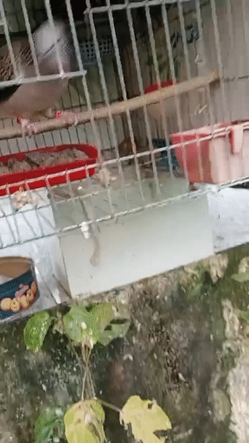 Chim Malaysia Thúc gù. Mua bán Chim tại Thành phố Vị Thanh Hậu Giang được đăng bởi Ngô Kha hình 1