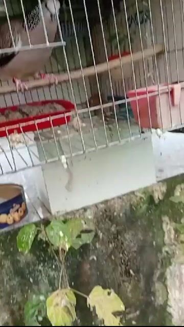 Chim Malaysia Thúc gù. Mua bán Chim tại Thành phố Vị Thanh Hậu Giang được đăng bởi Ngô Kha hình 1