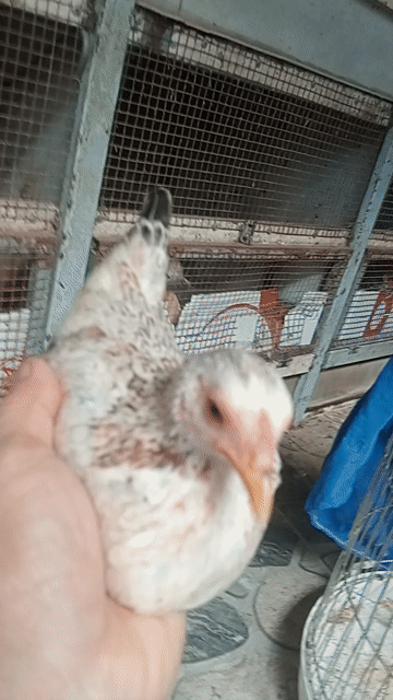 Gà mái Tre Bắc Chuối 5 tháng Cái. Mua bán Gà tại Thành phố Sóc Trăng Sóc Trăng được đăng bởi hải p3 hình 1