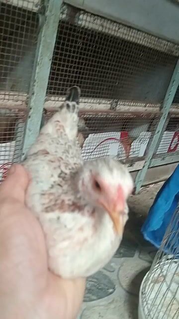 Gà mái Tre Bắc Chuối 5 tháng Cái. Mua bán Gà tại Thành phố Sóc Trăng Sóc Trăng được đăng bởi hải p3 hình 1
