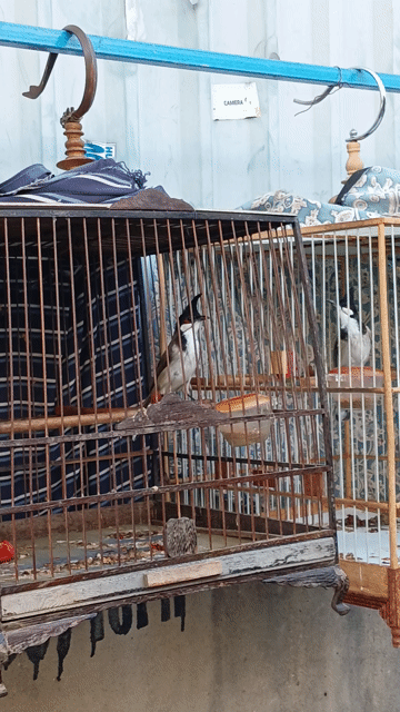 Chào mào gia lai. Mua bán Chim tại Quận 12 Tp Hồ Chí Minh được đăng bởi Minh Toàn hình 1