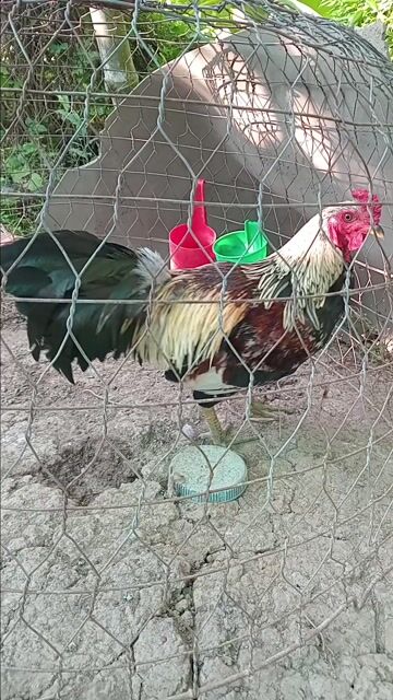 Gà trống Vàng xanh 2.6kg. Mua bán Gà tại Huyện Tịnh Biên An Giang được đăng bởi hòa phát hình 1