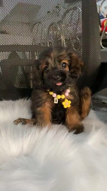 poodle lai. Mua bán Chó tại Quận 8 Tp Hồ Chí Minh được đăng bởi PET SHOP NẮNG hình 1