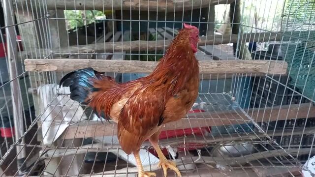 Gà tre Bắc Nâu đỏ 530g. Mua bán Gà tại Huyện Châu Thành Tiền Giang được đăng bởi Trần Tài 386 hình 1