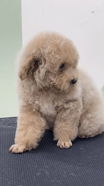 Chó Poodle đực hơn 4 tháng màu Kem. Mua bán Chó tại Quận Tây Hồ Hà Nội được đăng bởi Trương Thu Thuỷ hình 1