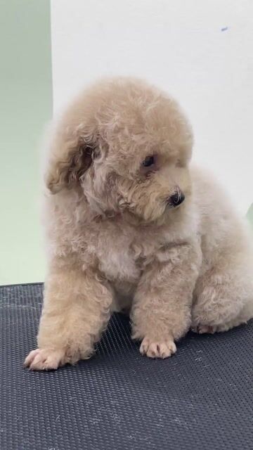 Chó Poodle đực hơn 4 tháng màu Kem. Mua bán Chó tại Quận Tây Hồ Hà Nội được đăng bởi Trương Thu Thuỷ hình 1