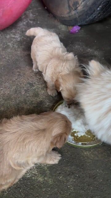 Chó Poodle lai màu Nâu socola. Mua bán Chó tại Thành phố Buôn Ma Thuột Đắk Lắk được đăng bởi Đỗ Nga hình 1