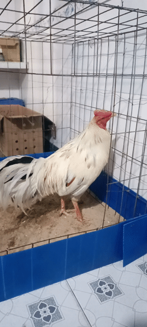 Gà bướm tơ 3.2 ký Trắng. Mua bán Gà tại Huyện Củ Chi Tp Hồ Chí Minh được đăng bởi Hận Nguyễn Trường hình 1