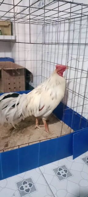Gà bướm tơ 3.2 ký Trắng. Mua bán Gà tại Huyện Củ Chi Tp Hồ Chí Minh được đăng bởi Hận Nguyễn Trường hình 1
