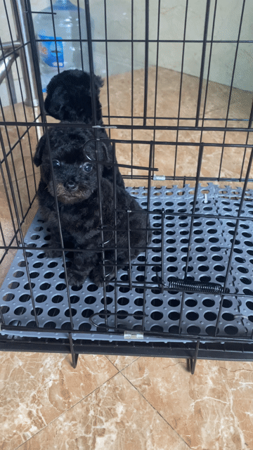 Chó Poodle Đực Đen. Mua bán Chó tại Quận Hoàn Kiếm Hà Nội được đăng bởi tuan anh hình 1