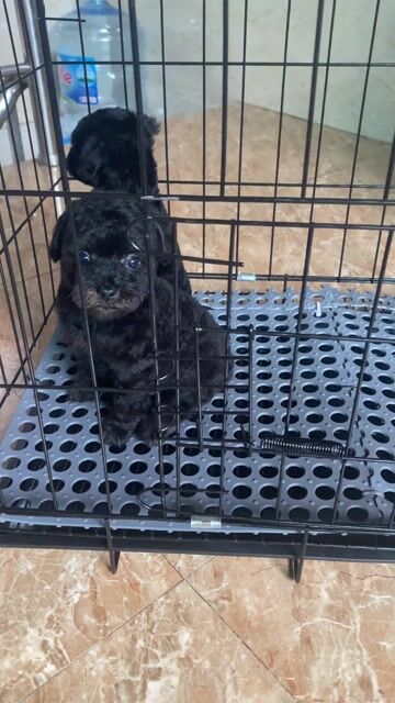 Chó Poodle Đực Đen. Mua bán Chó tại Quận Hoàn Kiếm Hà Nội được đăng bởi tuan anh hình 1