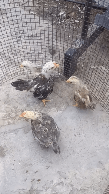 Gà tre giống nhỏ trống 2 tháng. Mua bán Gà tại Thành phố Thủ Đức Tp Hồ Chí Minh được đăng bởi Thọ hình 1