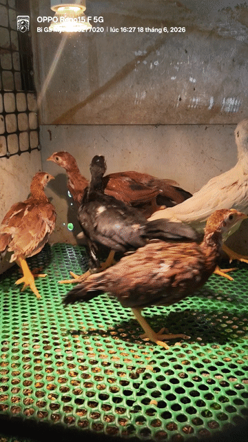 Gà con Thái Mỹ 6 bé. Mua bán Gà tại Huyện Châu Phú An Giang được đăng bởi Bi Gà Mỹ  hình 1