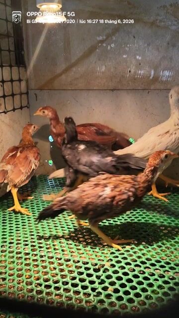 Gà con Thái Mỹ 6 bé. Mua bán Gà tại Huyện Châu Phú An Giang được đăng bởi Bi Gà Mỹ  hình 1