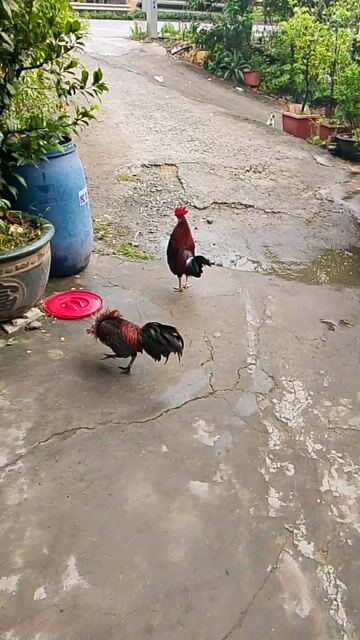 Gà chọi 9 tháng Điều tích bạc. Mua bán Gà tại Huyện Bình Chánh Tp Hồ Chí Minh được đăng bởi Hoaiphong Truong hình 1