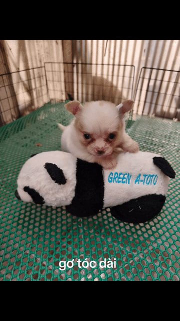 Chó Chihuahua cái 2 tháng. Mua bán Chó tại Quận 8 Tp Hồ Chí Minh được đăng bởi ZoZo House Chihuahua hình 1