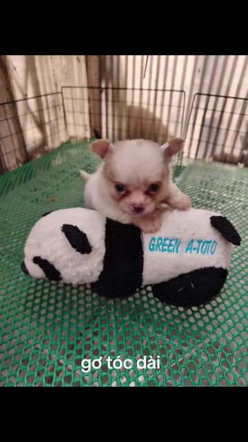 Chó Chihuahua cái 2 tháng. Mua bán Chó tại Quận 8 Tp Hồ Chí Minh được đăng bởi ZoZo House Chihuahua hình 1