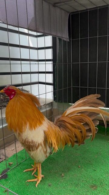 Khét Sữa Simon. Mua bán Gà tại Quận 11 Tp Hồ Chí Minh được đăng bởi Anh Hoàng hình 1