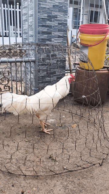 Gà trống giống trắng 2.7kg. Mua bán Gà tại Huyện Cẩm Mỹ Đồng Nai được đăng bởi Dũng  hình 1