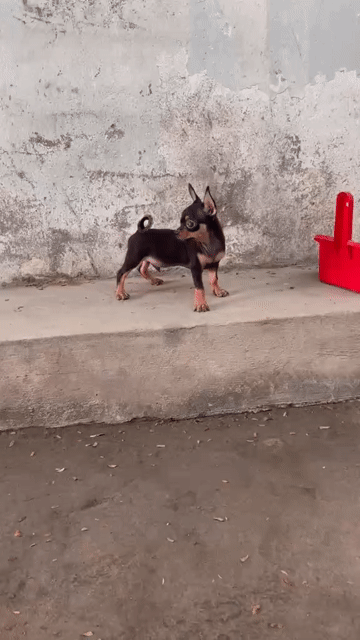 Chihuahua Mini đen vàng 4 tháng > Đực. Mua bán Chó tại Quận 12 Tp Hồ Chí Minh được đăng bởi tý hình 1