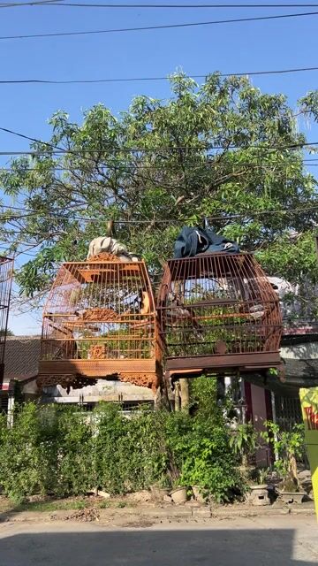 Chim chào mào. Mua bán Chim tại Thị xã Hương Trà Thừa Thiên Huế được đăng bởi Khanh Han hình 1