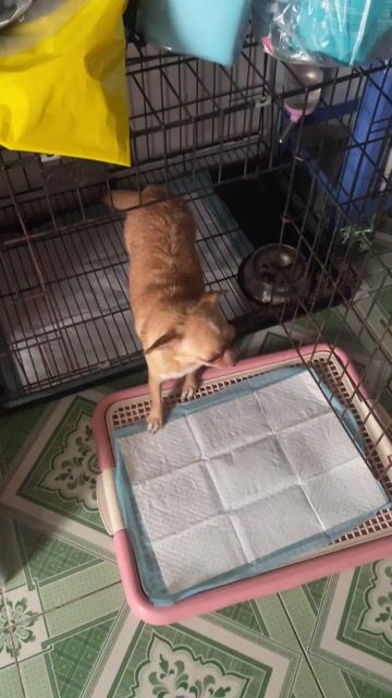 Chó Chihuahua Cái Nâu vàng 1 tuổi. Mua bán Chó tại Thành phố Thủ Đức Tp Hồ Chí Minh được đăng bởi tuấn kiệt hình 1
