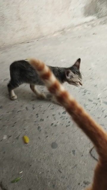Mèo lai Vằn. Mua bán Mèo tại Thị xã Bến Cát Bình Dương được đăng bởi Nguyễn Minh Thương hình 1