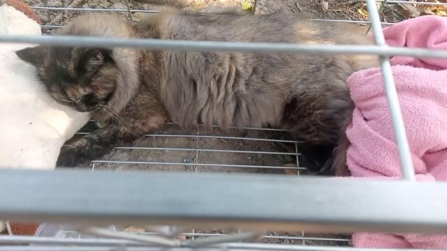 Mèo Ba Tư lông dài Tam thể. Mua bán Mèo tại Quận Cái Răng Cần Thơ được đăng bởi Nhân hình 1