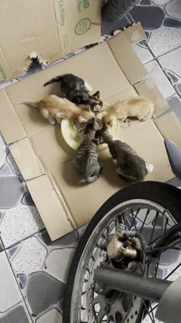 MÈO TA 1 THÁNG TUỔI ĐÃ BIẾT ĂN. Mua bán Mèo tại Quận Bình Thạnh Tp Hồ Chí Minh được đăng bởi Hiếu Nhân hình 1