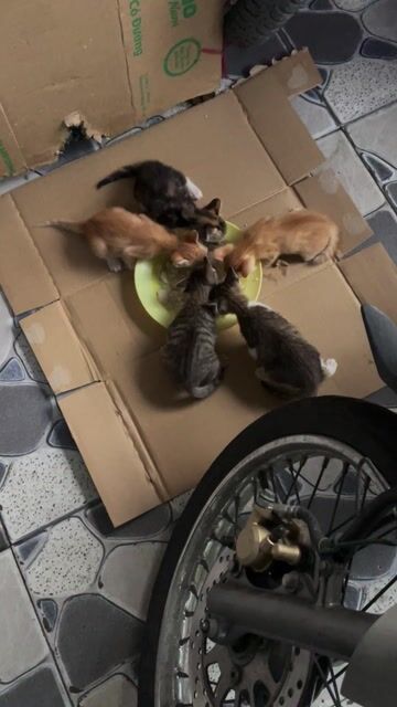 MÈO TA 1 THÁNG TUỔI ĐÃ BIẾT ĂN. Mua bán Mèo tại Quận Bình Thạnh Tp Hồ Chí Minh được đăng bởi Hiếu Nhân hình 1