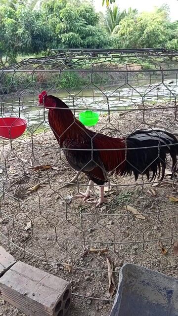 Xám Đỏ Điều 2,7kg Cự Mạnh Tay chưa nuôi. Mua bán Gà tại Huyện Cờ Đỏ Cần Thơ được đăng bởi Thịnh hình 1