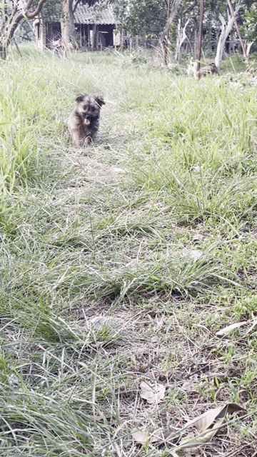 Poodle lai nhật,đực. Mua bán Chó tại Huyện Thanh Trì Hà Nội được đăng bởi Vinh Nguyễn  hình 1