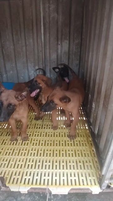 Chó Malinois Nâu đỏ. Mua bán Chó tại Thị xã Bến Cát Bình Dương được đăng bởi Pham Viet Chien hình 1