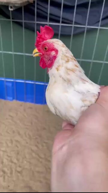 Gà Nâu vàng 5l. Mua bán Gà tại Huyện Cần Giờ Tp Hồ Chí Minh được đăng bởi Nguyễn Năm hình 1