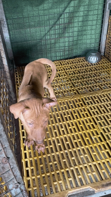 Chó Phú Quốc Cái Vện đẹp. Mua bán Chó tại Thành phố Thủ Dầu Một Bình Dương được đăng bởi Quang Trung hình 1