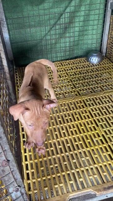 Chó Phú Quốc Cái Vện đẹp. Mua bán Chó tại Thành phố Thủ Dầu Một Bình Dương được đăng bởi Quang Trung hình 1