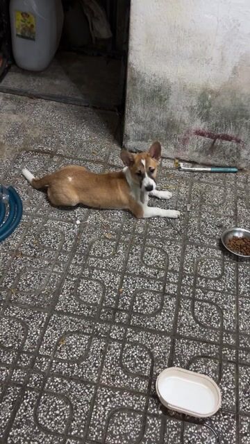 Chó Corgi lai 6 tháng. Mua bán Chó tại Huyện Hòa Thành Tây Ninh được đăng bởi Thu Trang hình 1