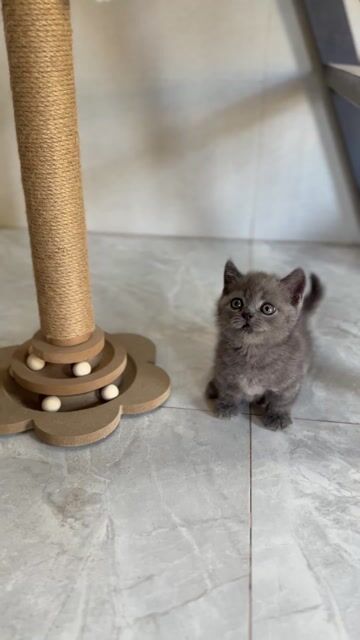 Mèo Munchkin đực cái 2 tháng. Mua bán Mèo tại Quận Cẩm Lệ Đà Nẵng được đăng bởi Tien Nguyen hình 1