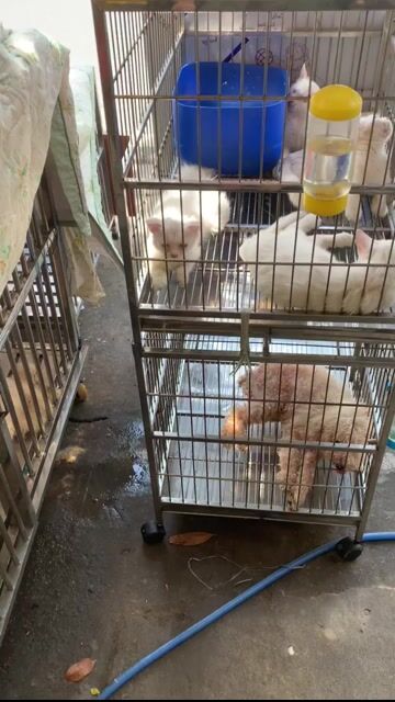 Chuồng chó mèo💙 inox🍏sắt ❤️MUA BÁN ĐỔI. Mua bán Phụ kiện, Thức ăn, Dịch vụ tại Quận 8 Tp Hồ Chí Minh được đăng bởi Cửa Hàng Thanh Lý Đồ Cũ Mới hình 1