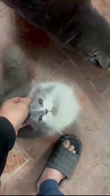 Mèo Anh Lông Dài cái. Mua bán Mèo tại Thành phố Chí Linh Hải Dương được đăng bởi Bảo Duy hình 1