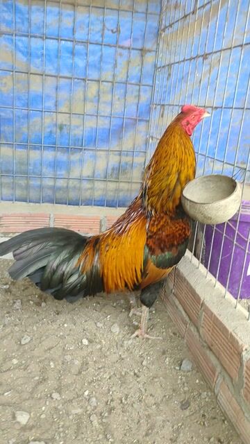 Gà chọi đực 2.7kg - 3.2kg. Mua bán Gà tại Huyện Châu Thành Long An được đăng bởi Lê Thanh hình 1