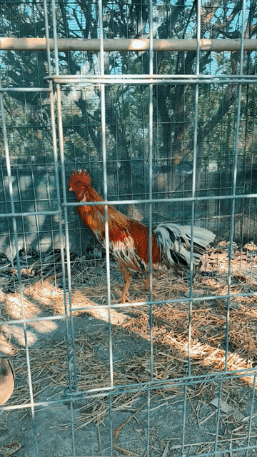 Gà chọi Đực Mùa lỡ. Mua bán Gà tại Huyện Cần Đước Long An được đăng bởi Quảng ca hình 1