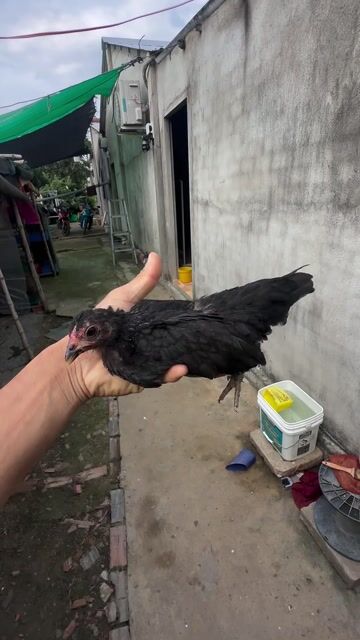mái tre bắc. Mua bán Gà tại Huyện Cần Giuộc Long An được đăng bởi Gà tre bắc long an hình 1