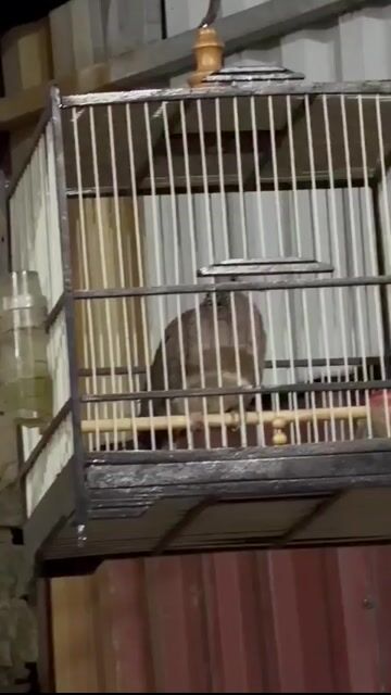 Chim cu ta Nâu đốm Gáy lai rai. Mua bán Chim tại Huyện Hoài Đức Hà Nội được đăng bởi anhuy hình 1